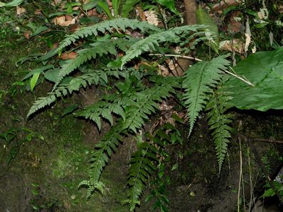 Asplenium cuneatiforme, photographed by Jacy Chen
