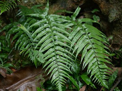 Asplenium wrightii, photographed by Jacy Chen