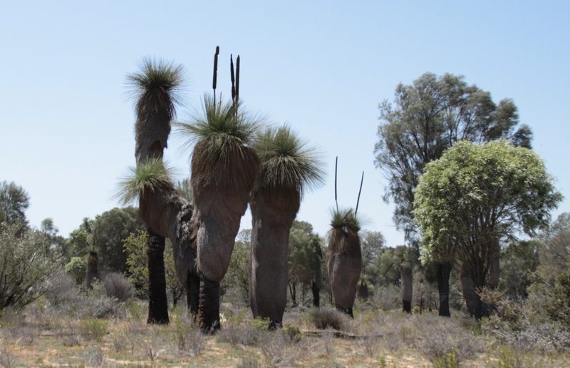 Xanthorrhoea drummondii, photographed by Margaret Langley