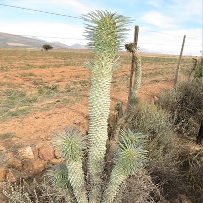 Euphorbia clandestina, photographed by Christiaan Viljoen