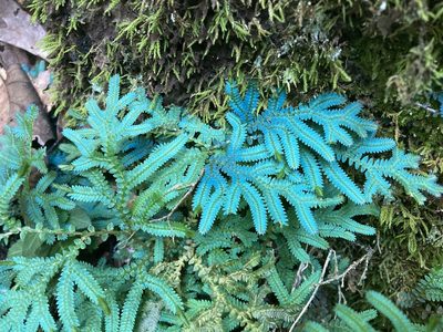 Selaginella uncinata, photographed by Heather DeGaetano