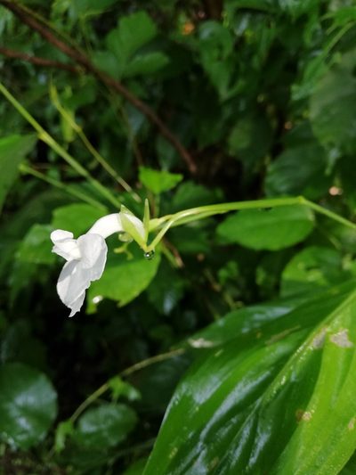 Maranta arundinacea, photographed by Carlos Bolaños
