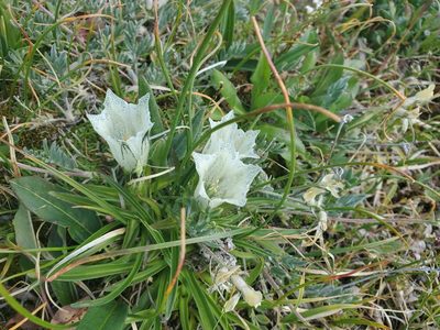 Gentiana algida, photographed by Kate