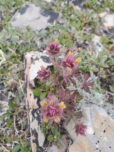 Castilleja pulchella, photographed by Kate