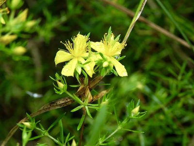 Hypericum galioides, photographed by Laura Clark
