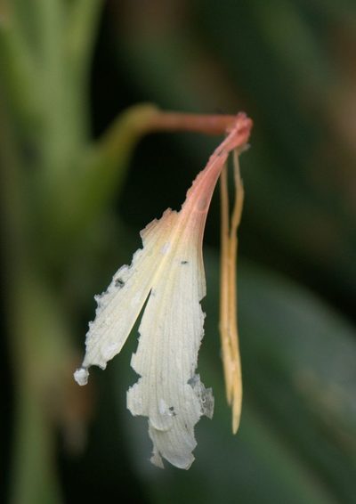 Hedychium spicatum, photographed by Ramnarayan K
