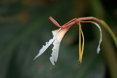 Hedychium spicatum, photographed by Ramnarayan K