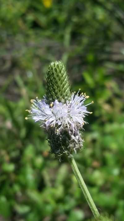 Dalea carnea, photographed by Jay Horn