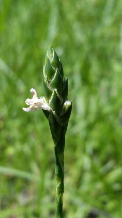 Elytraria caroliniensis, photographed by Jay Horn
