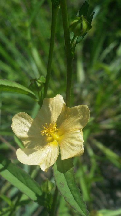 Sida elliottii, photographed by Jay Horn