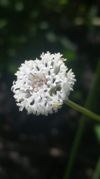 Melanthera angustifolia, photographed by Jay Horn