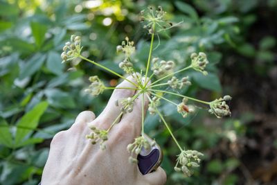 Cnidium silaifolium, photographed by Hilary Rose Dawson