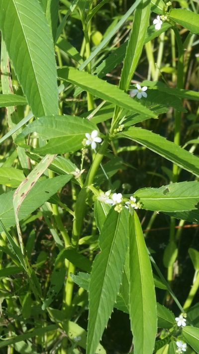 Caperonia castaneifolia, photographed by Jay Horn