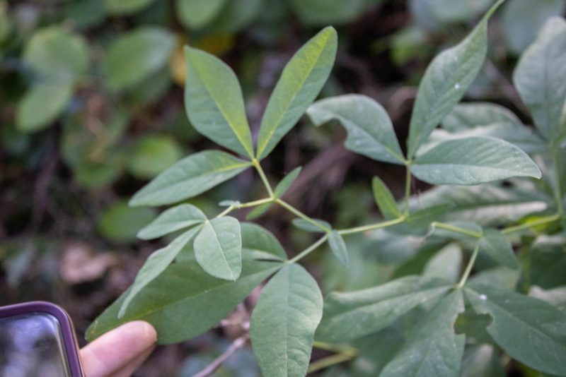 Thermopsis gracilis, photographed by Hilary Rose Dawson