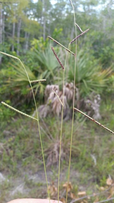 Paspalum blodgettii, photographed by Jay Horn