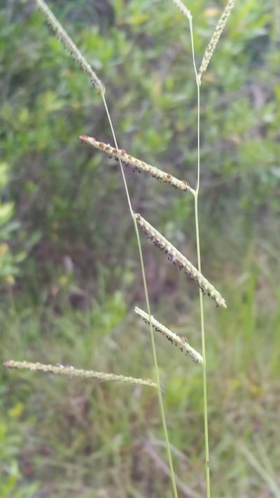 Paspalum blodgettii, photographed by Jay Horn