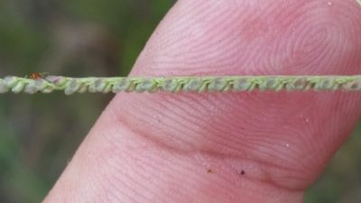 Paspalum blodgettii, photographed by Jay Horn