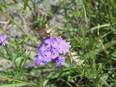 Verbena delticola, photographed by Alexis López Hernández