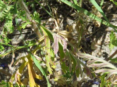 Verbena delticola, photographed by Alexis López Hernández