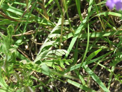 Verbena delticola, photographed by Alexis López Hernández