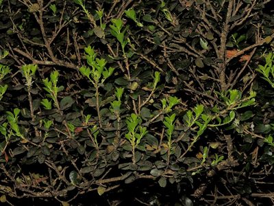 Symplocos nokoensis, photographed by Jacy Chen