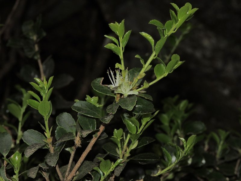 Symplocos nokoensis, photographed by Jacy Chen