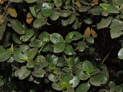 Symplocos nokoensis, photographed by Jacy Chen