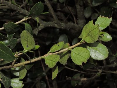 Symplocos nokoensis, photographed by Jacy Chen