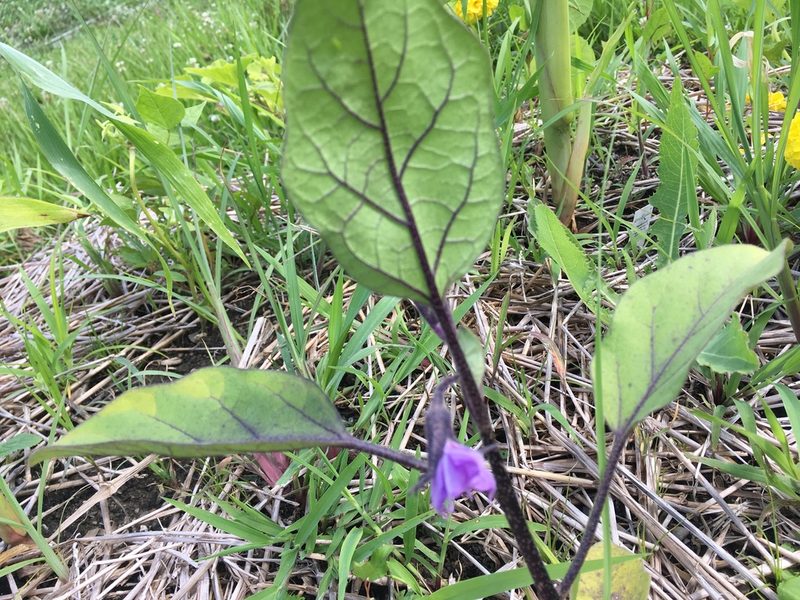 Solanum melongena, photographed by bgirardot