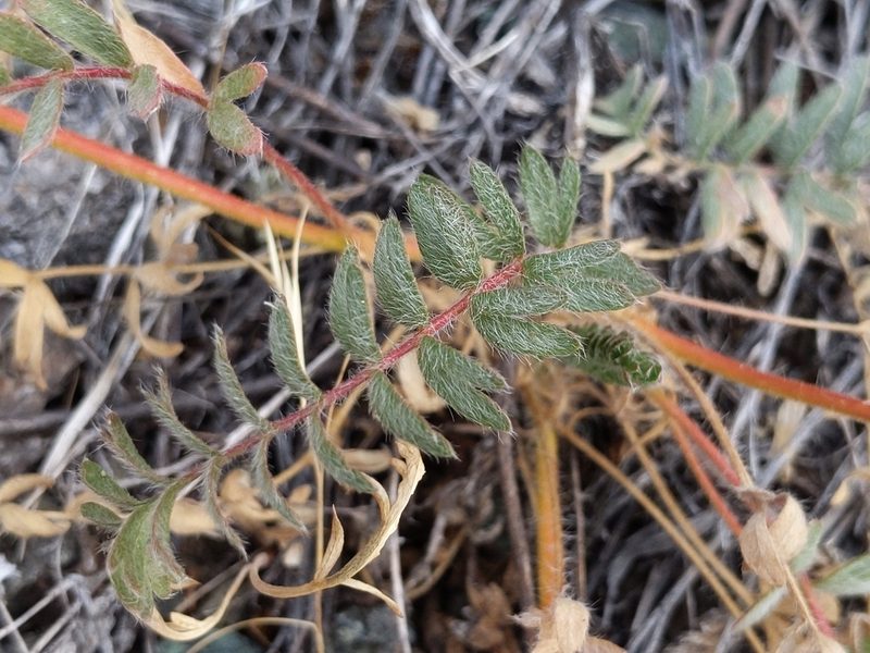 Potentilla daucifolia, photographed by Ken-ichi Ueda