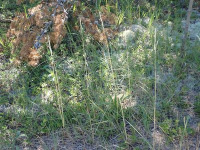 Hesperostipa spartea, photographed by Mary Krieger