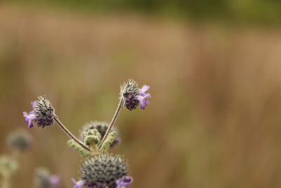 Mesosphaerum perbullatum, photographed by Andrés Ramírez-Barrera