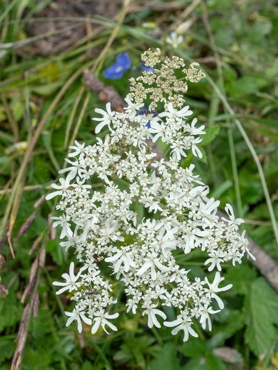 Heracleum austriacum, photographed by rainerburkard