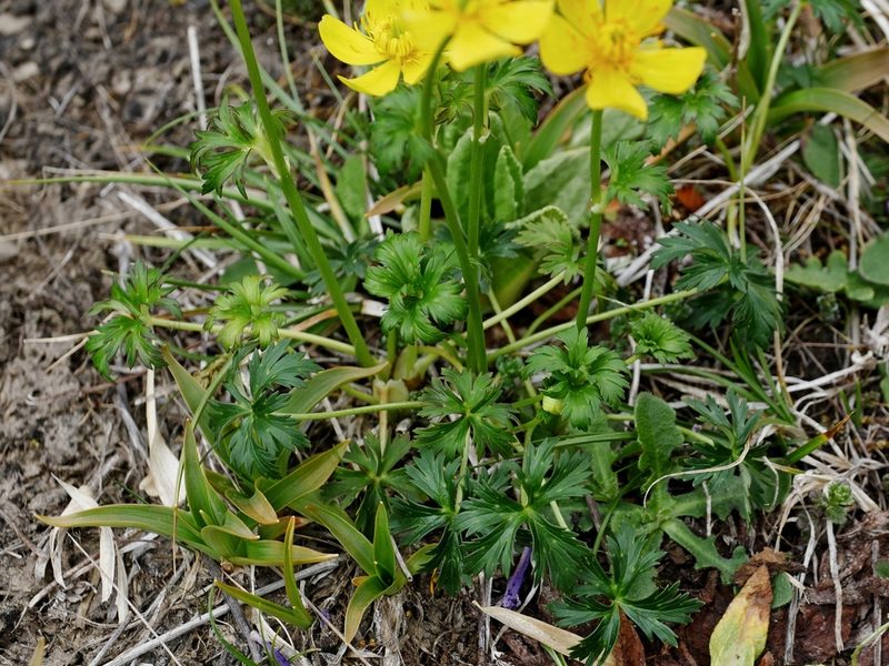Trollius taihasenzanensis, photographed by Jacy Chen