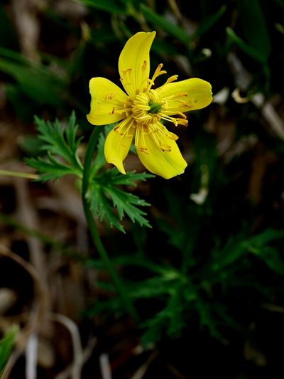 Trollius taihasenzanensis, photographed by Jacy Chen