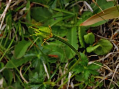 Trollius taihasenzanensis, photographed by Jacy Chen
