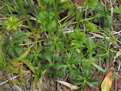 Trollius taihasenzanensis, photographed by Jacy Chen
