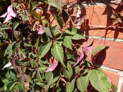 Parthenocissus henryana, photographed by Robert H. Wardell