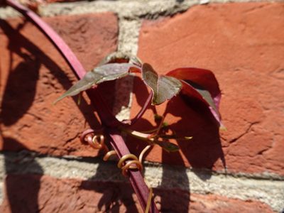 Parthenocissus henryana, photographed by Robert H. Wardell