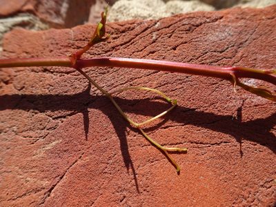 Parthenocissus henryana, photographed by Robert H. Wardell