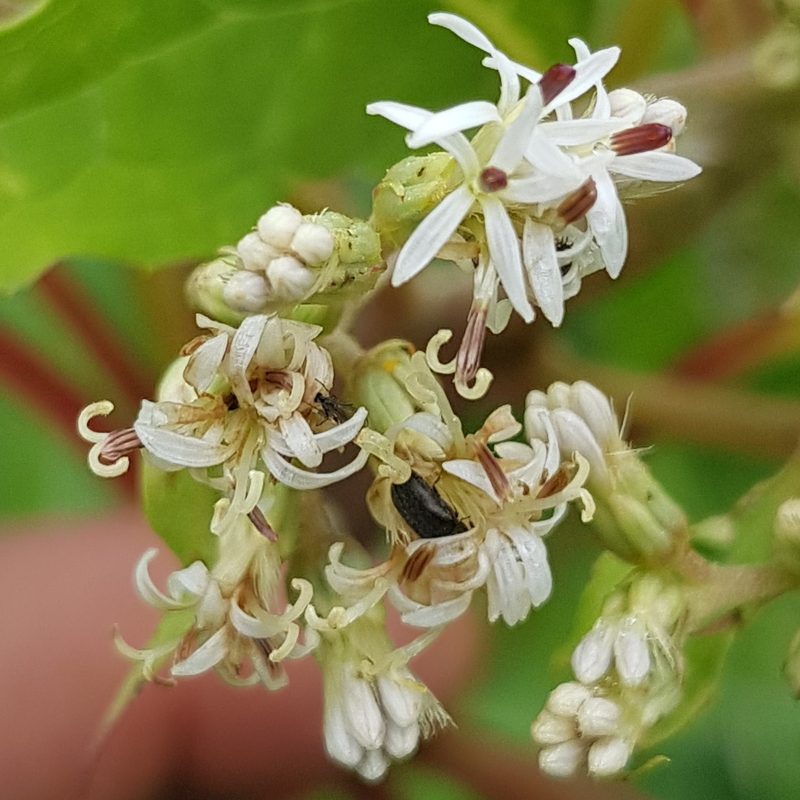 Digitacalia jatrophoides, photographed by Eugenio Padilla