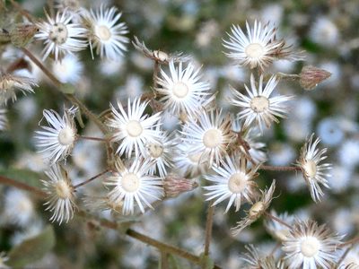Blumea viscosa, photographed by Francisco Farriols Sarabia