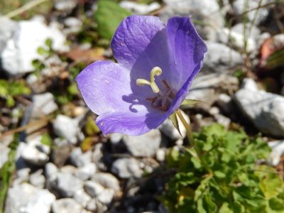 Campanula carpatica, photographed by Luca Fornasari