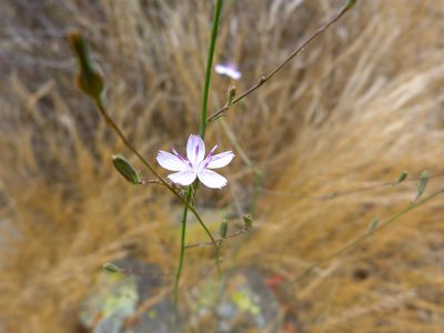 Stephanomeria virgata, photographed by Zack Abbey