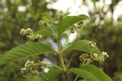 Lippia hirsuta, photographed by Andrés Ramírez-Barrera