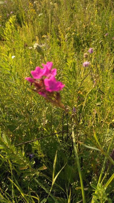 Dianthus membranaceus, photographed by Oleksii Vasyliuk