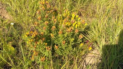 Chamaecytisus austriacus, photographed by Oleksii Vasyliuk