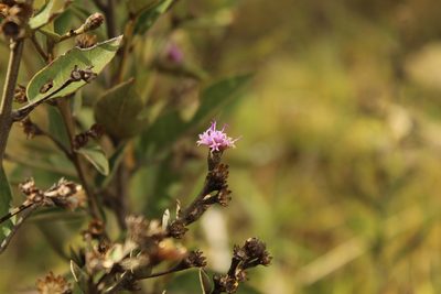 Lepidaploa karstenii, photographed by Andrés Ramírez-Barrera
