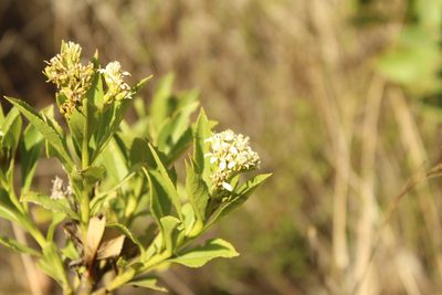 Verbesina centroboyacana, photographed by Andrés Ramírez-Barrera