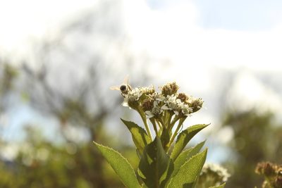 Verbesina centroboyacana, photographed by Andrés Ramírez-Barrera